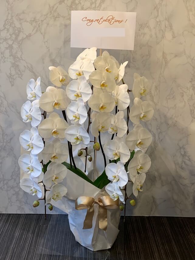 kochoran-orchid-hachi